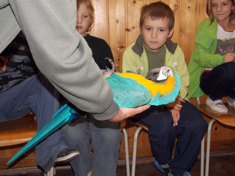 Papoušci v sokolovně - říjen 2014